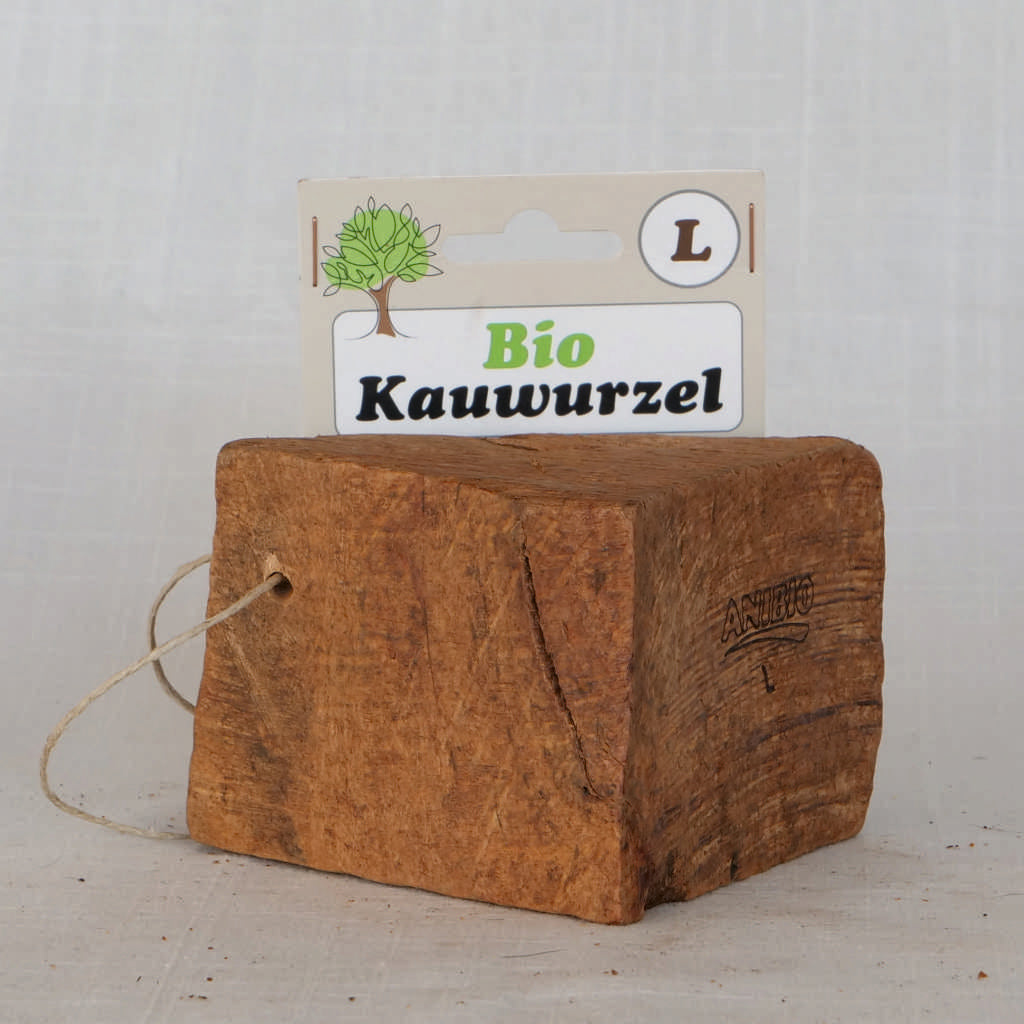 Kauwurzel