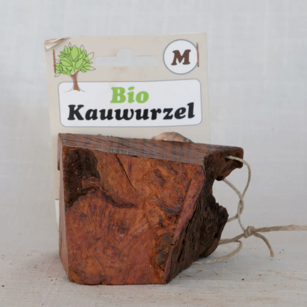 Kauwurzel