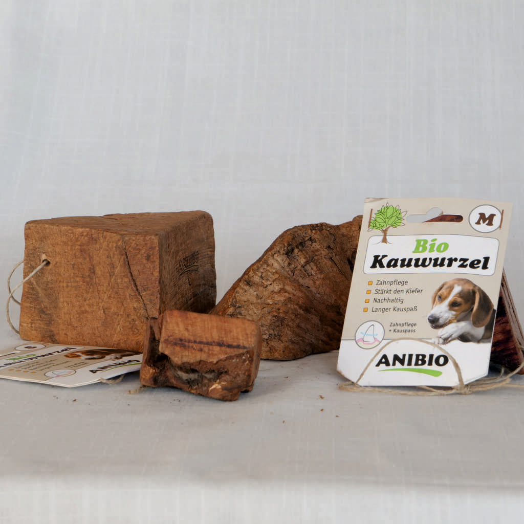 Kauwurzel
