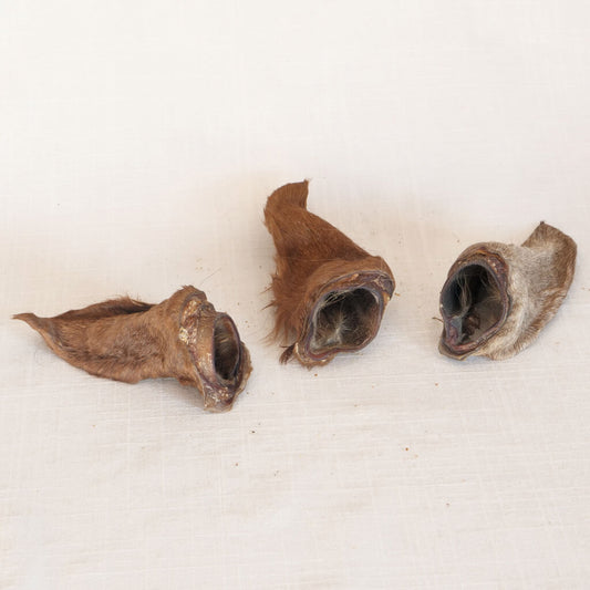 Pferdeohren mit Fell