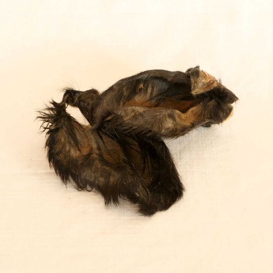 Premium Rinder-Ohr mit Fell und Muschel